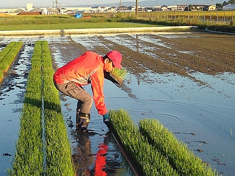 今年も畳作りは熊本からスタートします-3_b0091423_16255266.jpg