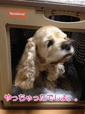 f0326925_14482888.gif
