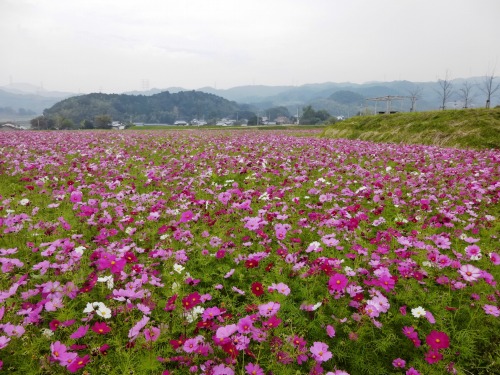 みなみの里　福岡の観光＆グルメ_d0086228_16183227.jpg