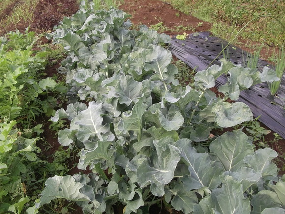キャベツ虫も食べない...まずいのかな!_b0137932_758292.jpg