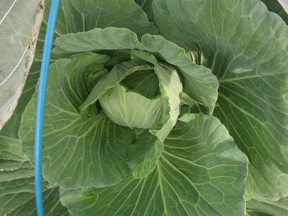 キャベツ虫も食べない...まずいのかな!_b0137932_7591969.jpg