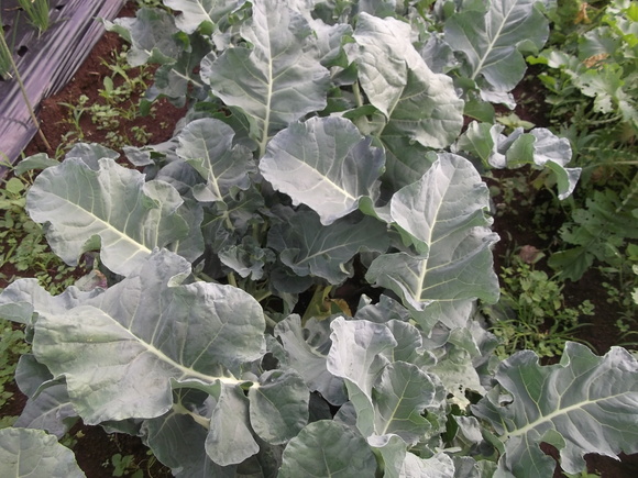 キャベツ虫も食べない...まずいのかな!_b0137932_815390.jpg
