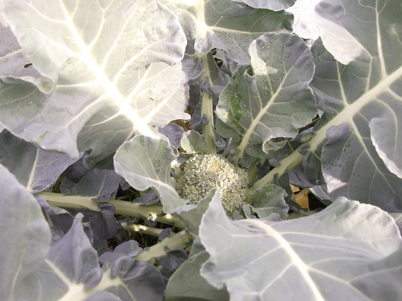 キャベツ虫も食べない...まずいのかな!_b0137932_8192773.jpg