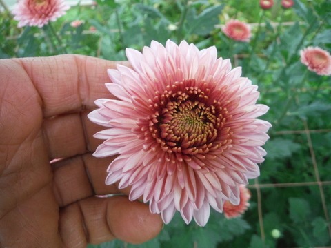 e0120932_1330633.jpg