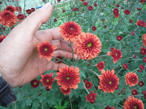 e0120932_13324292.jpg