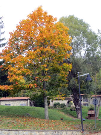 秋色のラヴェルナ_f0234936_63517.jpg