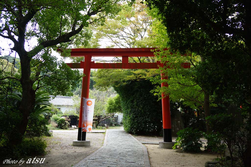 由良要塞 加太地区 深山第一砲台跡 2 新 トラちゃん ちー 明日葉 観察日記 由良要塞 加太地区 深山第一砲台跡 2 新 トラちゃん ちー 明日葉 観察日記