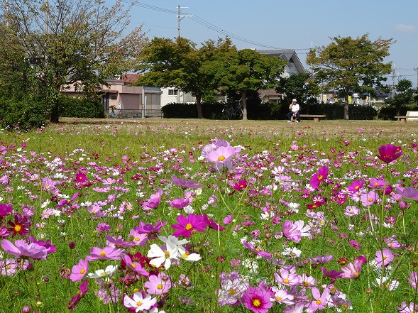 藤原京跡のコスモス_b0299042_8464812.jpg