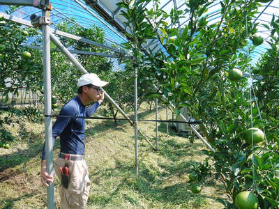 究極の柑橘「せとか」 大きく!甘く!美味しく!徹底管理で仕上げていきます_a0254656_163356.jpg
