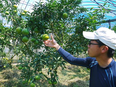 究極の柑橘「せとか」 大きく!甘く!美味しく!徹底管理で仕上げていきます_a0254656_1639695.jpg