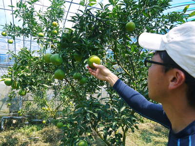 究極の柑橘「せとか」 大きく!甘く!美味しく!徹底管理で仕上げていきます_a0254656_16502913.jpg