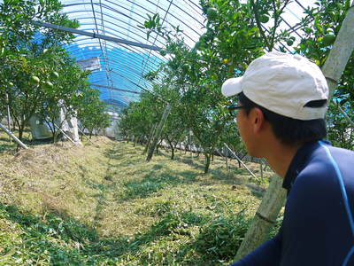 究極の柑橘「せとか」 大きく!甘く!美味しく!徹底管理で仕上げていきます_a0254656_171445.jpg