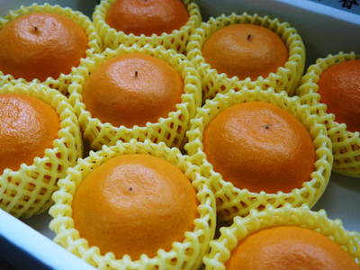 究極の柑橘「せとか」 大きく!甘く!美味しく!徹底管理で仕上げていきます_a0254656_1719211.jpg