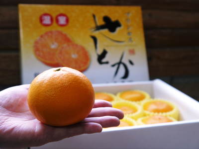 究極の柑橘「せとか」 大きく!甘く!美味しく!徹底管理で仕上げていきます_a0254656_1722021.jpg