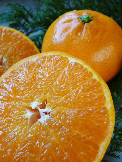 究極の柑橘「せとか」 大きく!甘く!美味しく!徹底管理で仕上げていきます_a0254656_1773161.jpg