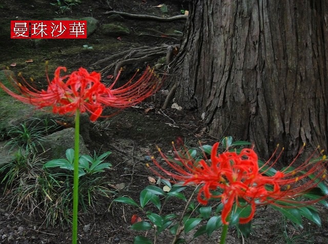c0119160_87166.jpg