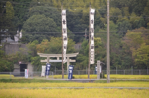 山田錦の穂波に蔵元の幟_d0140867_1465272.jpg