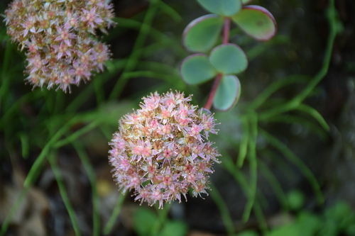 軽井沢町植物園・2014秋_f0342371_19553220.jpg