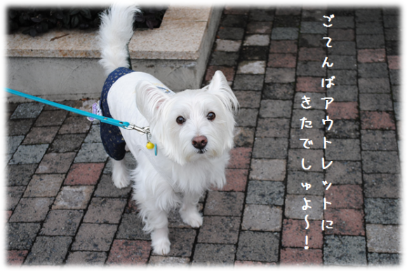 b0242873_21570197.png