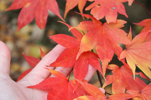 f0101174_14271525.gif