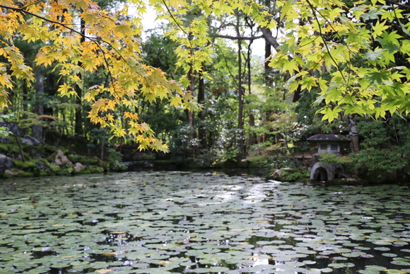 京都　天授庵_c0338583_12294429.jpg