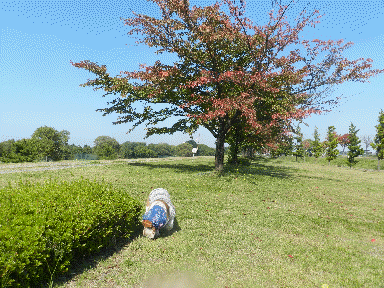 f0205887_19133182.gif