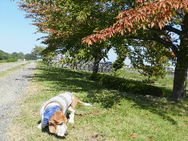f0205887_192902.gif