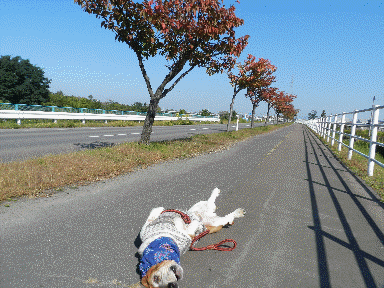 f0205887_1994284.gif