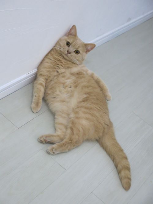 明日からパリです。_c0108595_1595656.jpg
