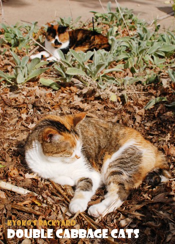 ダブル・キャベツ猫_b0253205_04111244.jpg