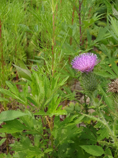 c0279611_17423959.jpg