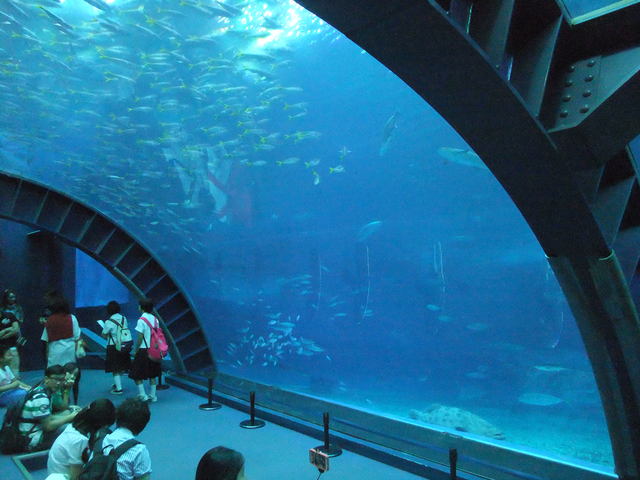 美ら海水族館_a0211315_23105021.jpg