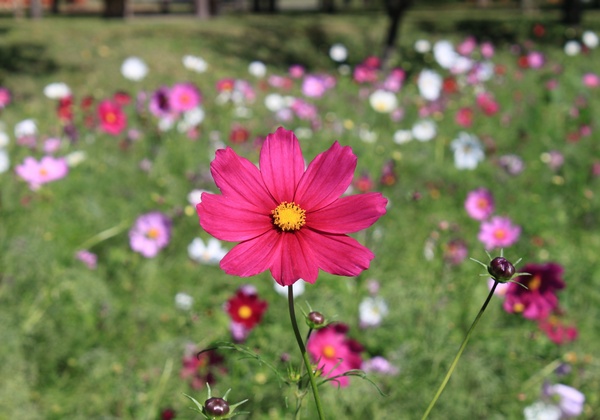 秦野戸川公園でコスモスとざる菊がきれいだよ_c0171849_1635507.jpg