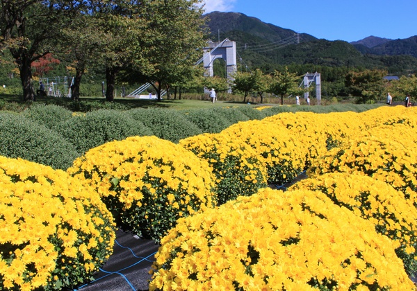 秦野戸川公園でコスモスとざる菊がきれいだよ_c0171849_1636215.jpg