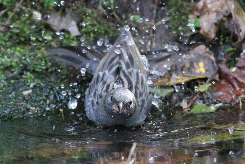 今日の鳥　　２０１４年１０月５日（日曜日）撮影_d0171050_8375875.jpg