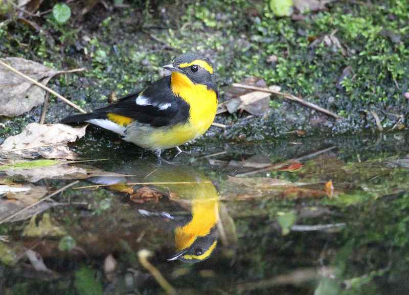 今日の鳥　　２０１４年１０月５日（日曜日）撮影_d0171050_8382857.jpg