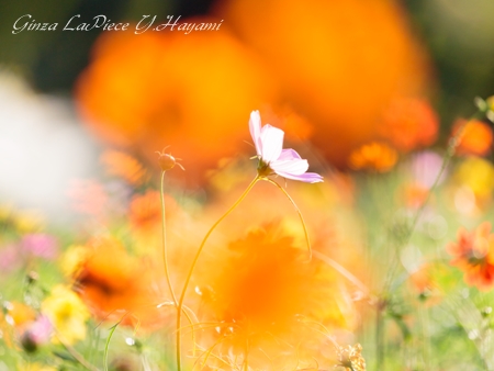 花のある風景　コスモスの狭間のコスモス_b0133053_3353186.jpg