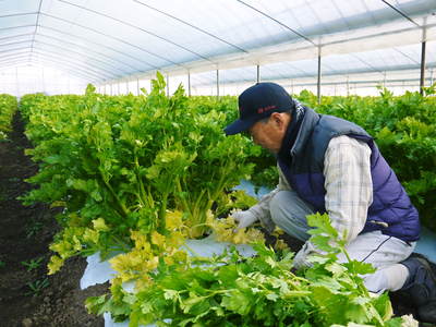 熊本セロリ「清正人参」 美味しいセロリは土作りが大切!有機肥料をふんだんに与えた土で育てます!_a0254656_1832544.jpg