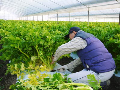 熊本セロリ「清正人参」 美味しいセロリは土作りが大切!有機肥料をふんだんに与えた土で育てます!_a0254656_18362147.jpg