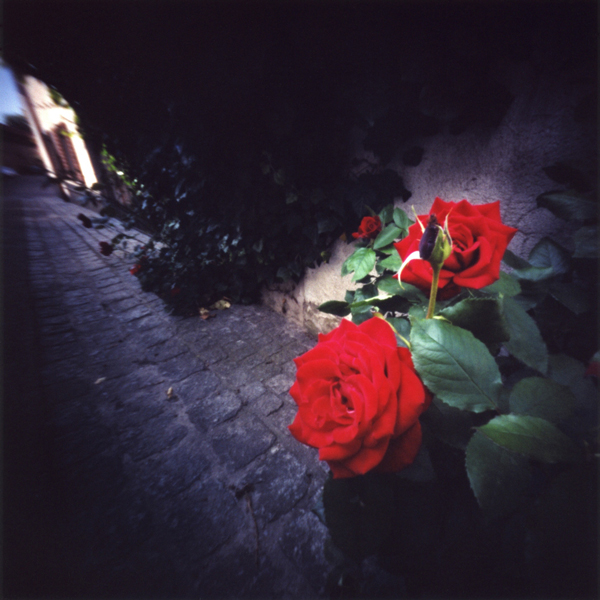 ネルトリンゲンの路地裏に咲く赤い薔薇　ドイツ　Pinhole Photography_f0117059_1648184.jpg