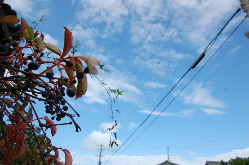 台風一過:なんもなし by (TATE-misaki)_c0108460_16345651.jpg