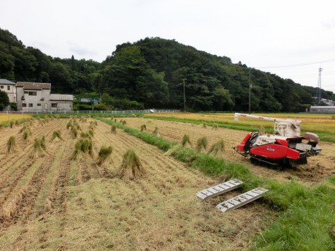 「舞岡ふるさとの森」散歩_e0045768_2141340.jpg