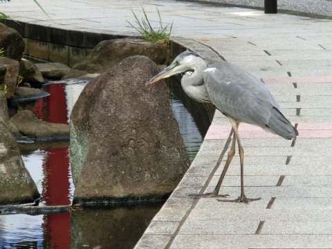 「舞岡ふるさとの森」散歩_e0045768_2156849.jpg