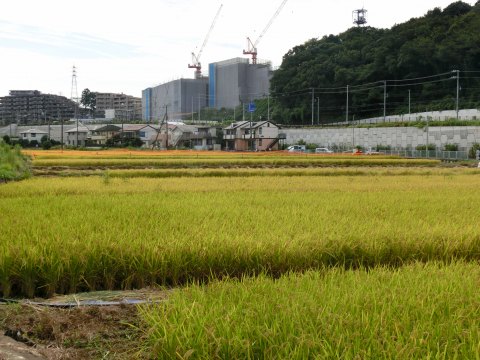 「舞岡ふるさとの森」散歩_e0045768_22111478.jpg