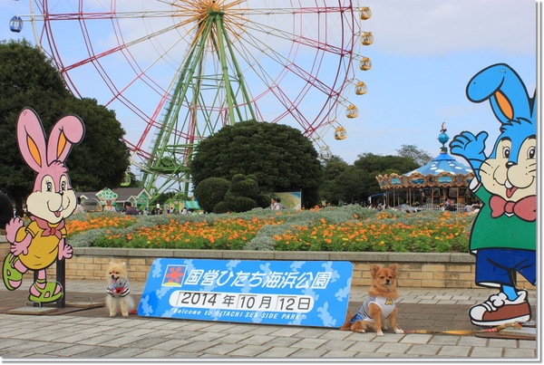 ひたち海浜公園と美味しい海鮮丼とハプニング～_e0330372_1021322.jpg