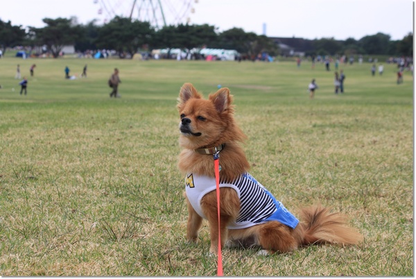 ひたち海浜公園と美味しい海鮮丼とハプニング～_e0330372_12114819.jpg