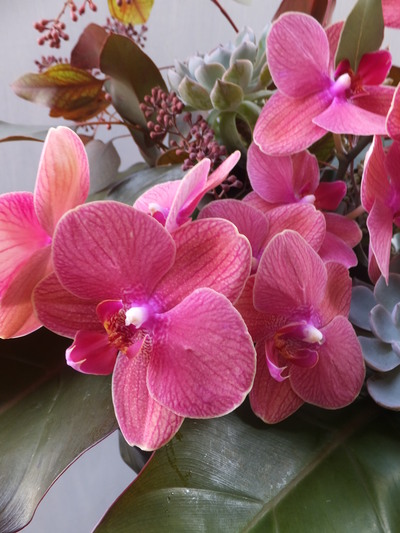 オークリーフ(㐂八さん開店の花)_f0049672_13491586.jpg
