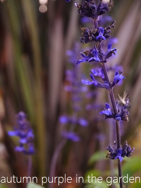 a0147281_21455057.jpg