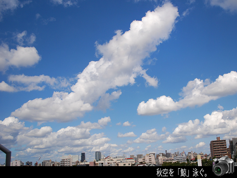 「空と雲と太陽と」秋空を鯨泳ぐ。_c0009981_1838018.jpg