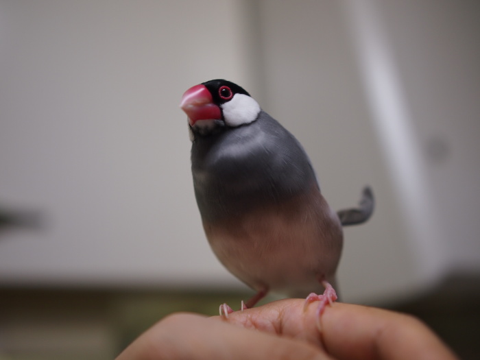 ネズミのしっぽ 文鳥かなこの日記